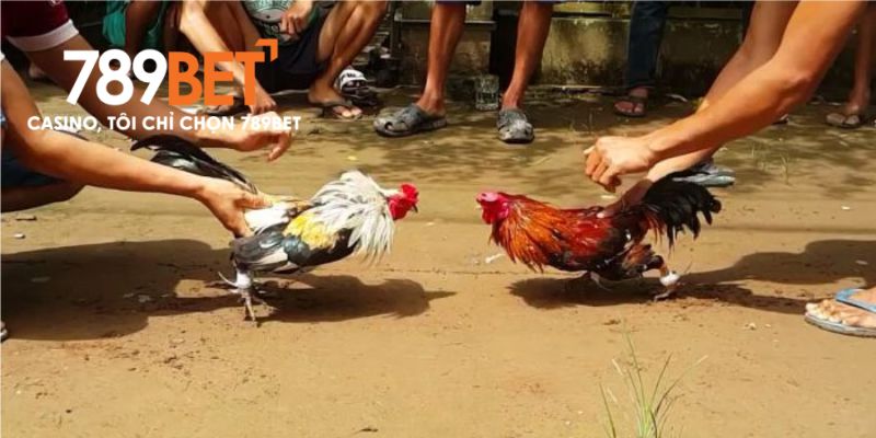 Chiến kê ra sân thi đấu tại giải đá gà C1