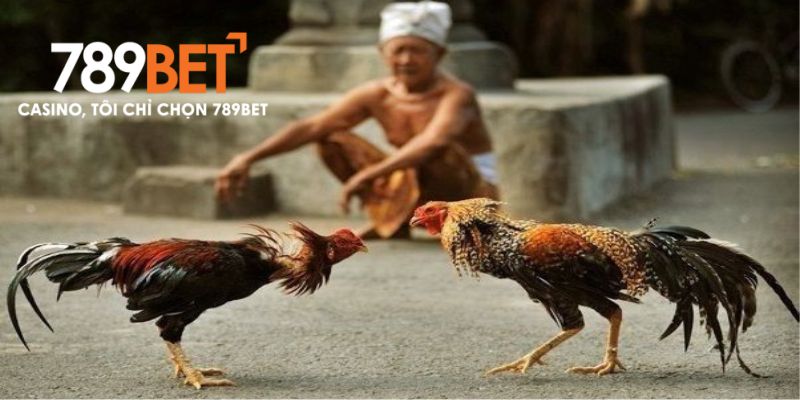 Đá gà C1 sôi động tại 789bet