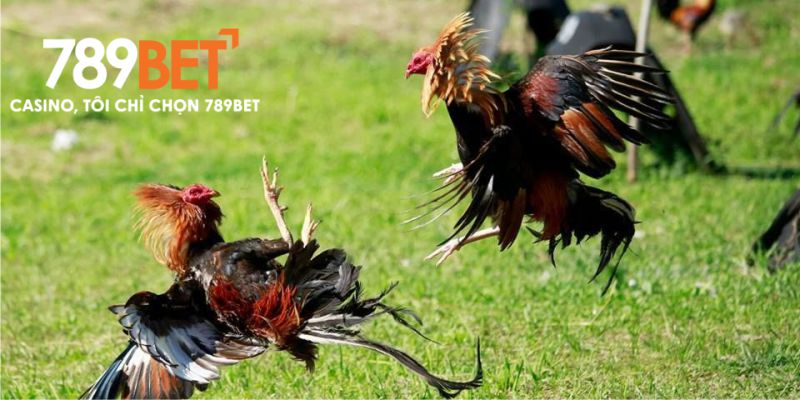 Không khí sôi động tại một giải đá gà C1 quy mô lớn